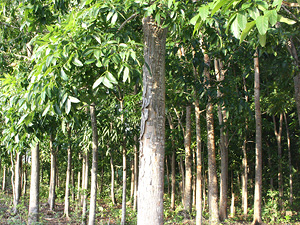 Mahagoni Pocket Forest