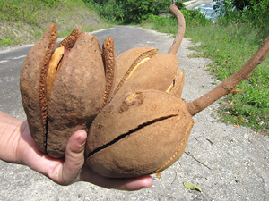 Eine reife Mahagoni-Frucht enthältetliche Samen